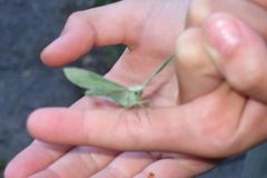 img_1248638318_460