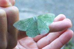 img_1248638323_411