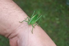 img_1281298591_251