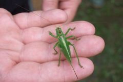 img_1281298594_252