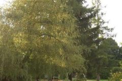 img_1281298601_593