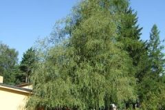 img_1281445015_818