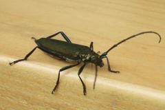 img_1281628091_261