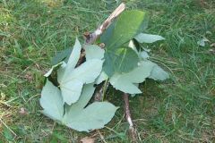 img_1281811466_91