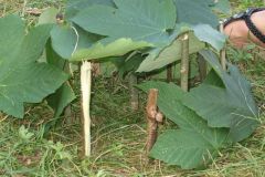 img_1281811541_970