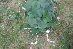 img_1281811577_182